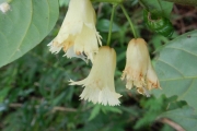 <strong>Aceratium oppositifolium - Gâteblé Gildas - 307</strong><br />© Gâteblé Gildas